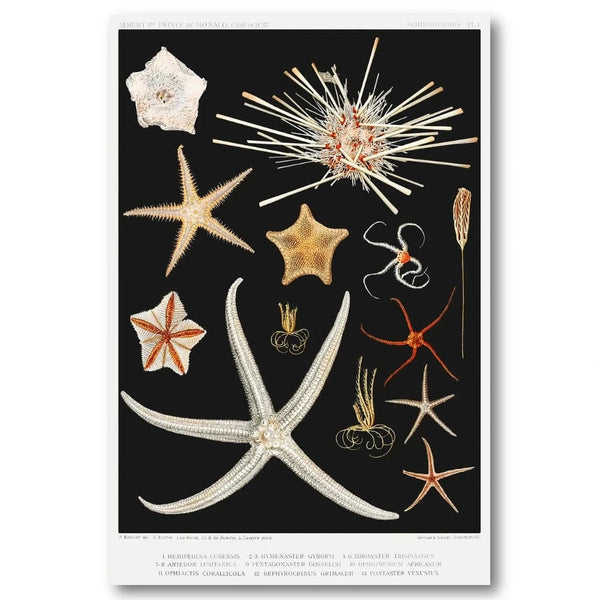 Starfish Varieties Illustration Art Print