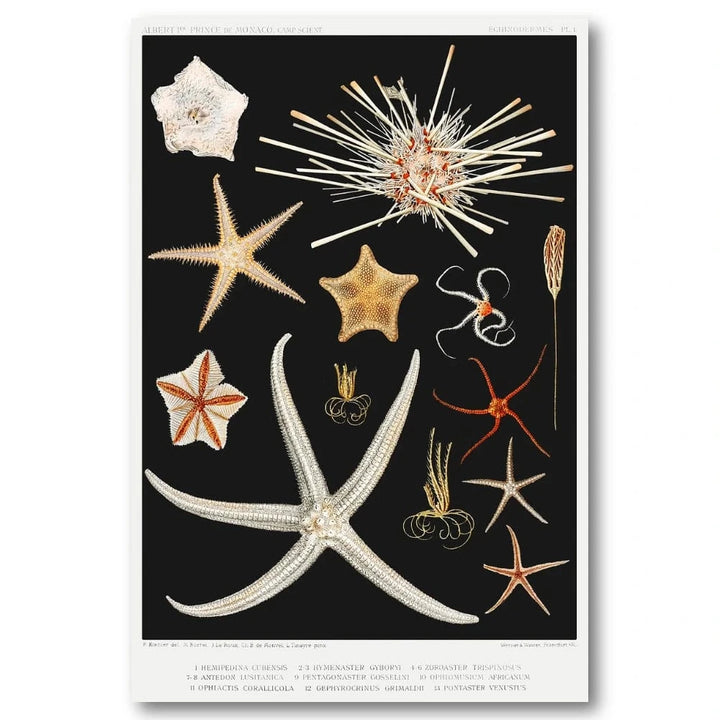 Starfish Varieties Illustration Art Print