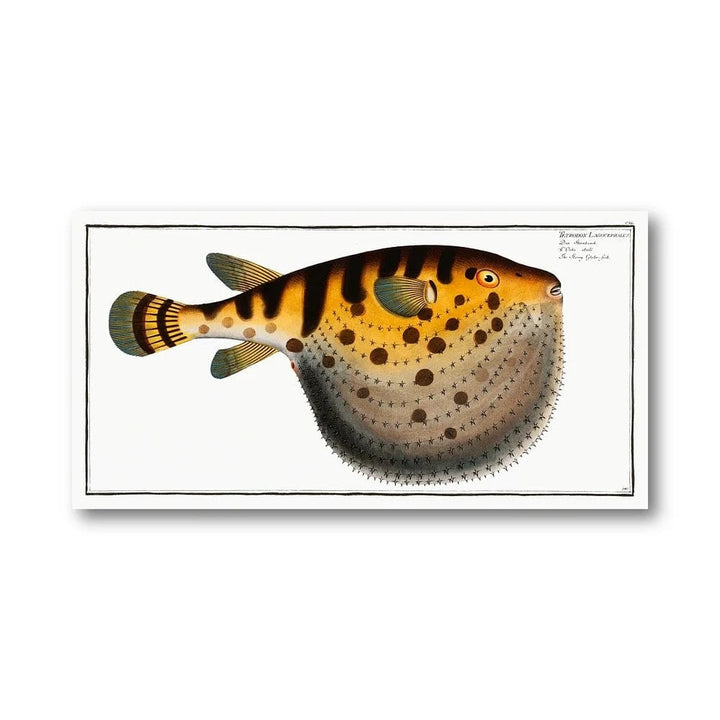 Starry Globe-fish Illustration Art Print