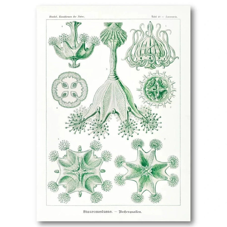 Stauromedusae Jellyfish Illustration Art Print