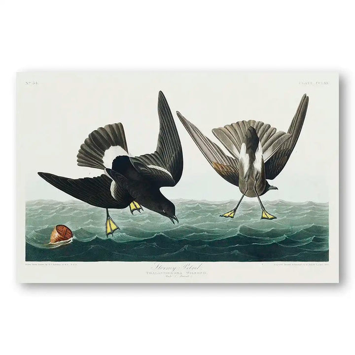 Stormy Petrels by John James Audubon Art Print