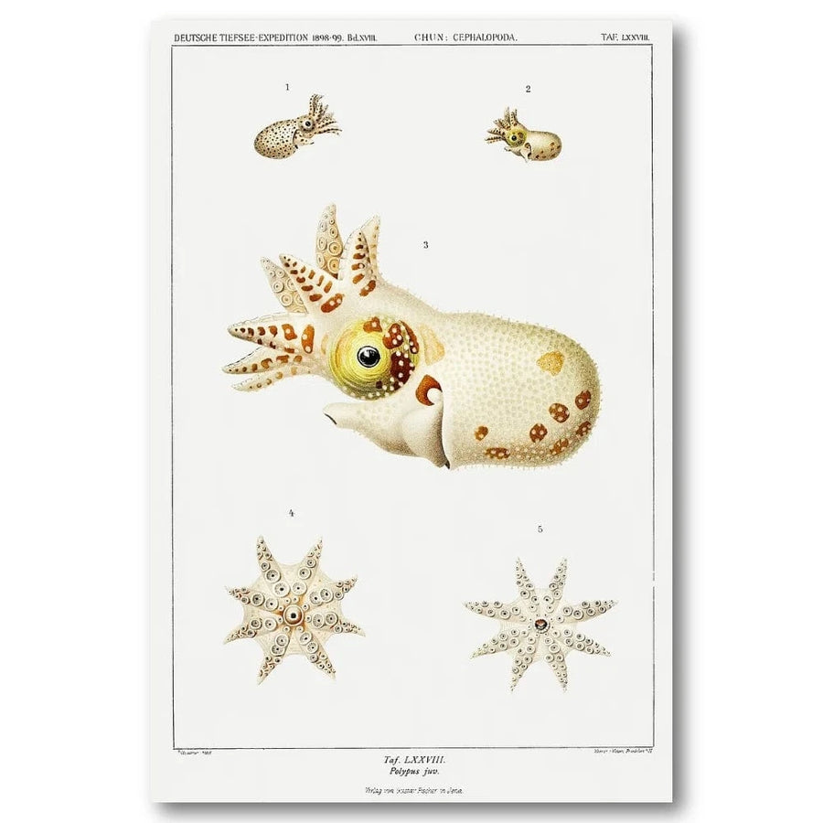 Marine Wonders by Carl Chun Art Print