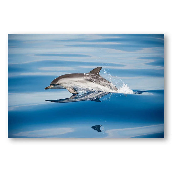 Ocean Striped Dolphin Photo Print