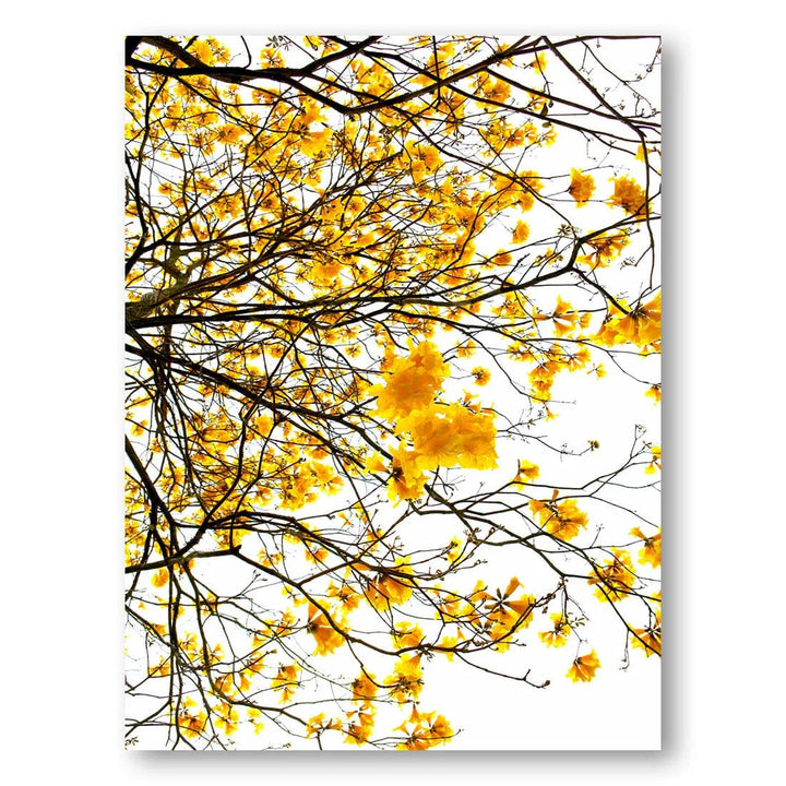 Summer Blooming Branches Photo Print