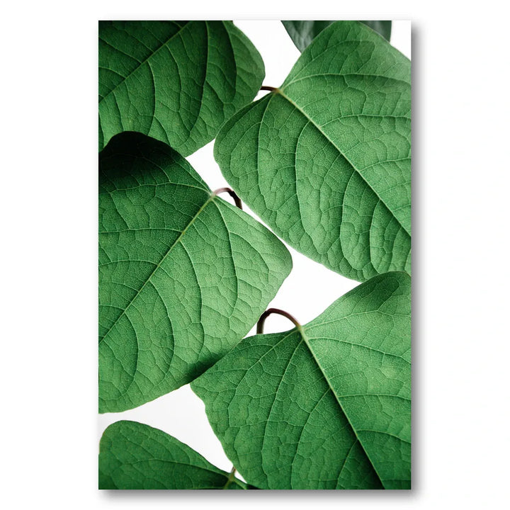 Summer Branches Photo Print