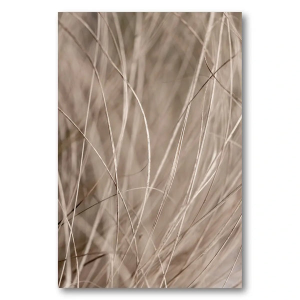 Summer Grass 3 Photo Print