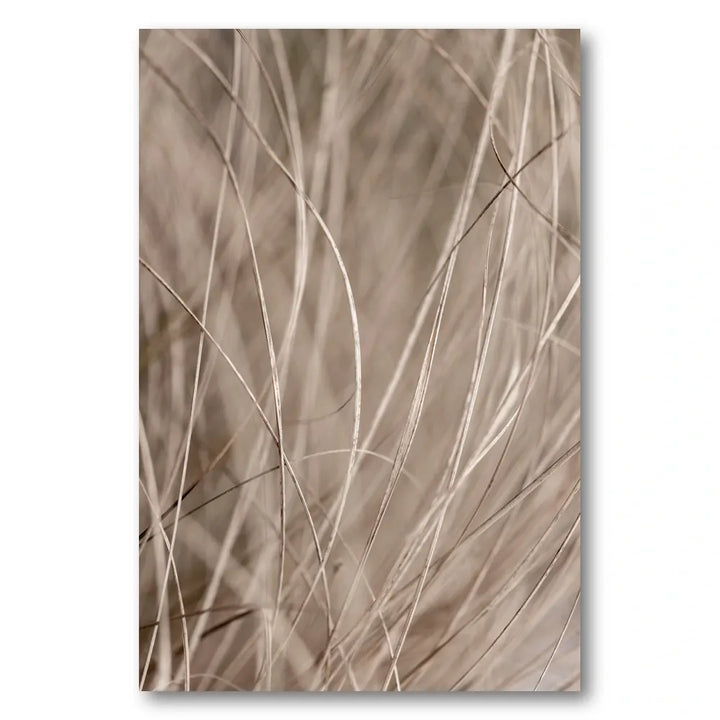 Summer Grass 3 Photo Print