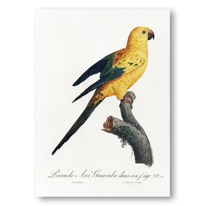 Sun Parakeet Art Print 1