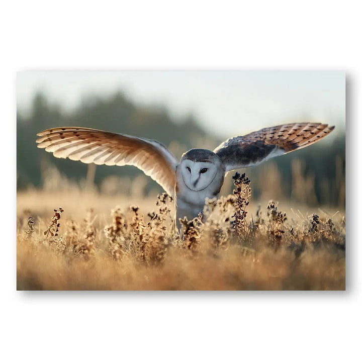 Dawn Flight Owl Photo Print