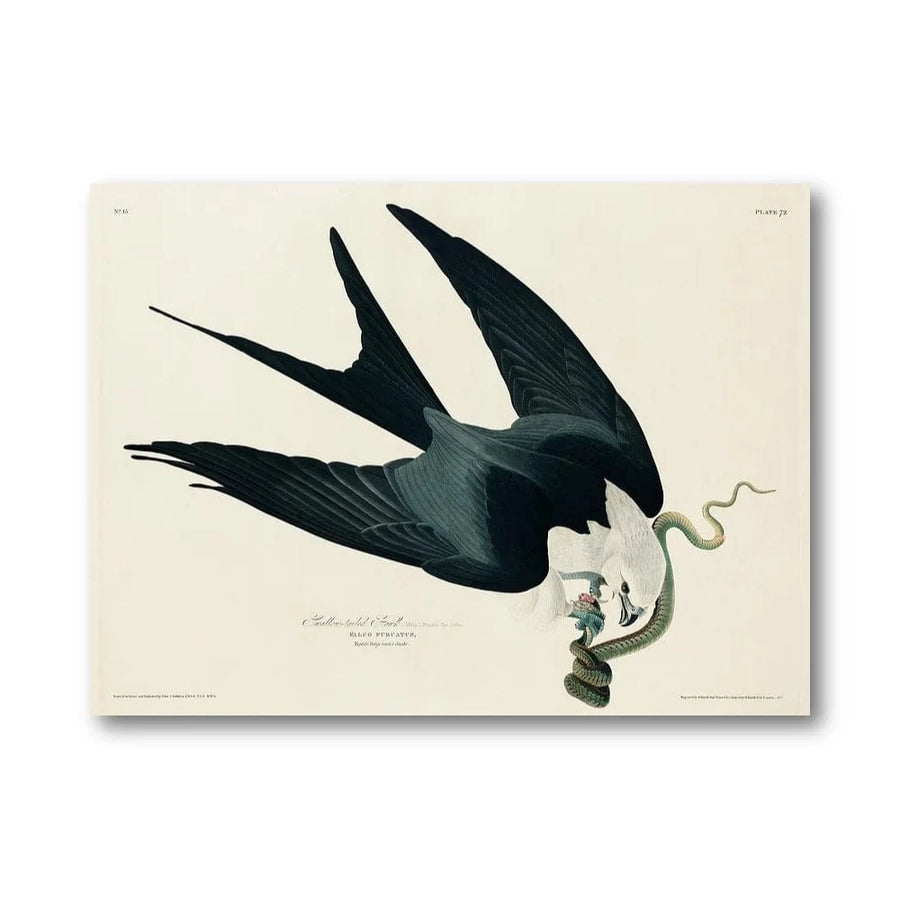 Swallow Tailed Hawk Art Print