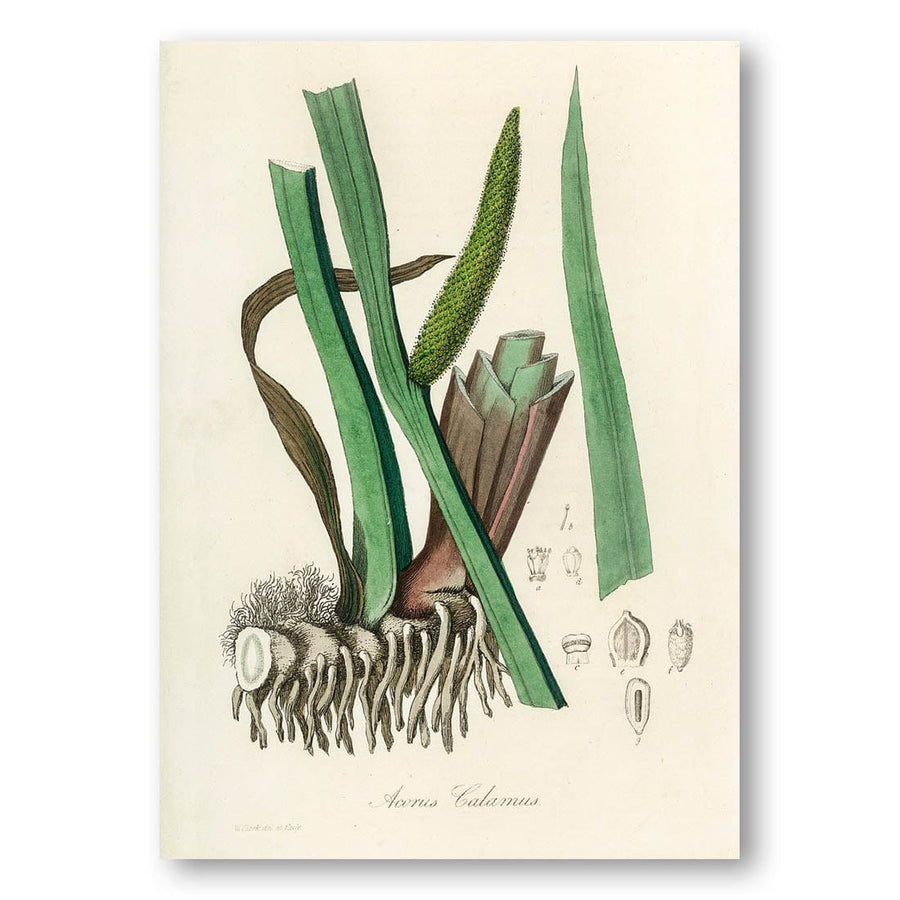 Sweet Flag Acorus Calamus Art Print