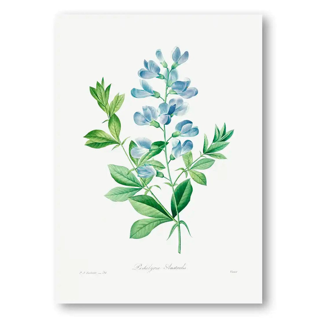 Serene Sweet Pea Art Print