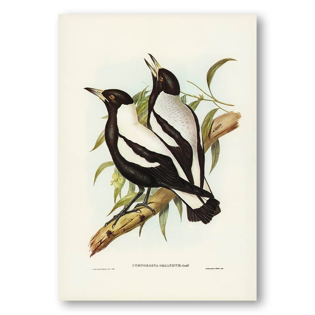 Tasmanian Crow-Shrike by Elizabeth Gould Art Print