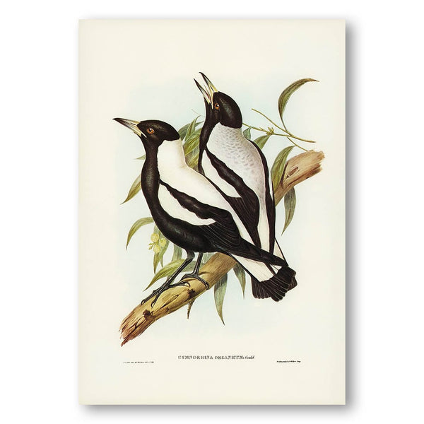 Tasmanian Crow-Shrike by Elizabeth Gould Art Print