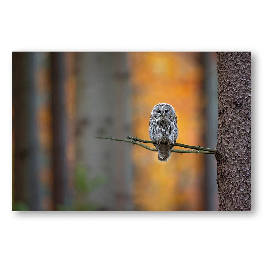 Enchanted Forest Sentinel Photo Print