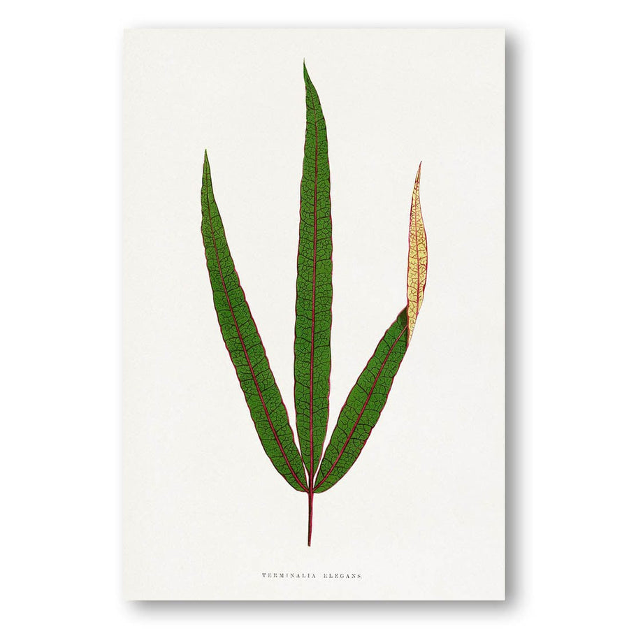 Terminalia Elegans Leaf Illustration Art Print