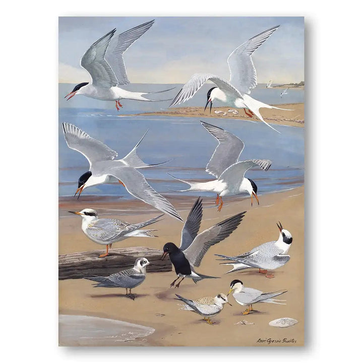 Terns on a Beach