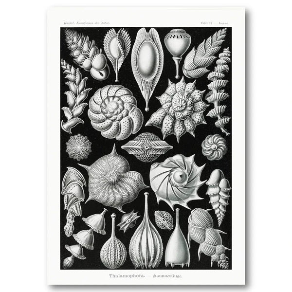 Thalamophora by Ernst Haeckel Art Print