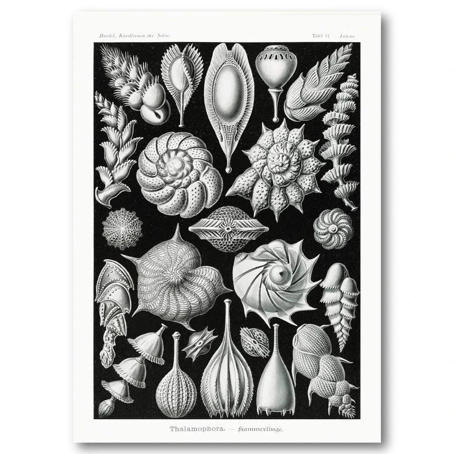 Thalamophora by Ernst Haeckel Art Print