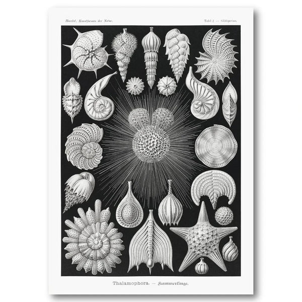 Thalamophora 2 by Ernst Haeckel Art Print