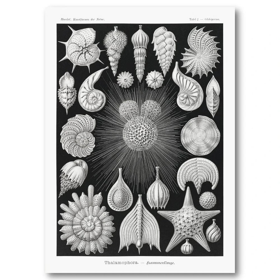 Thalamophora 2 by Ernst Haeckel Art Print