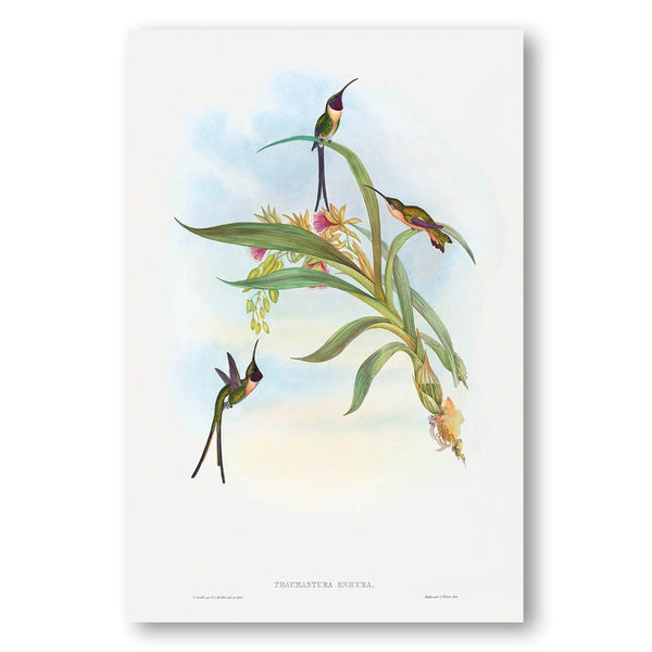 Tharmastura enicura by John Gould Art Print