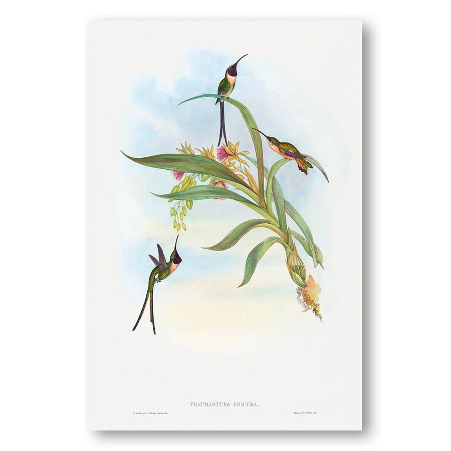 Tharmastura enicura by John Gould Art Print