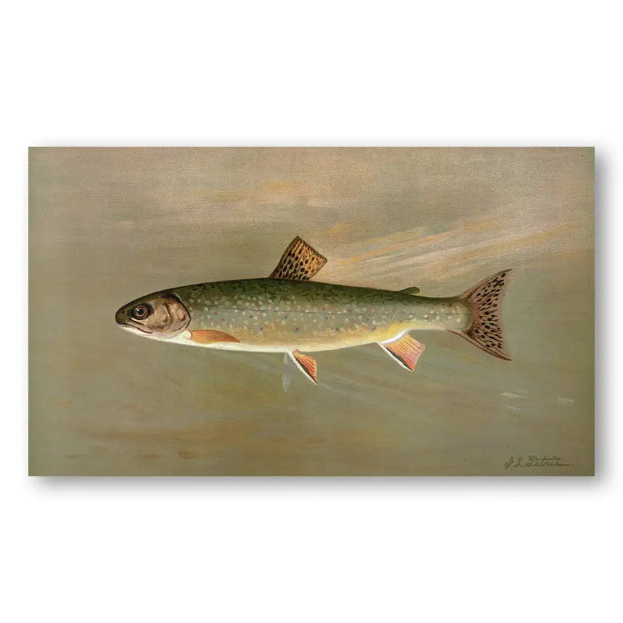 Streamline Solitude Vintage Fish Art Print
