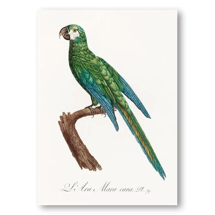 Blue-winged Macaw Vintage Bird Print