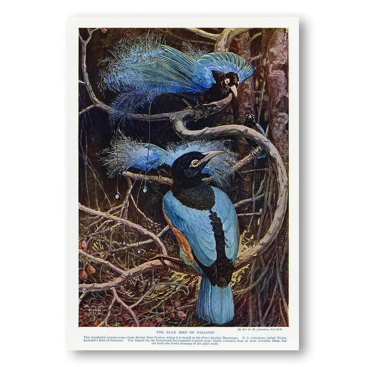 The Blue Bird of Paradise Vintage Print