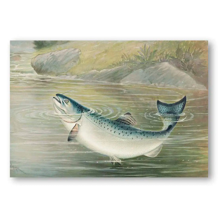 The California Salmon Fish Art Print By Samuel Kilbourne