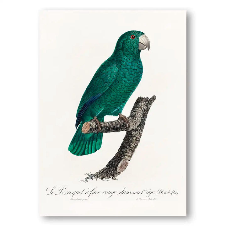 Cuban Amazon Parrot Vintage Art Print