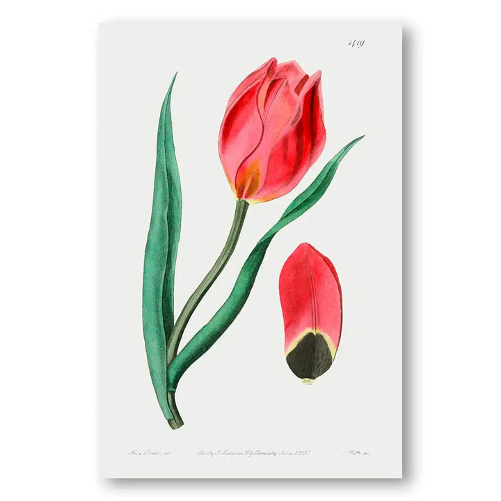 Crimson Whisper Vintage Tulip Art Print