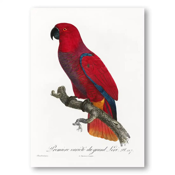 The Eclectus Parrot