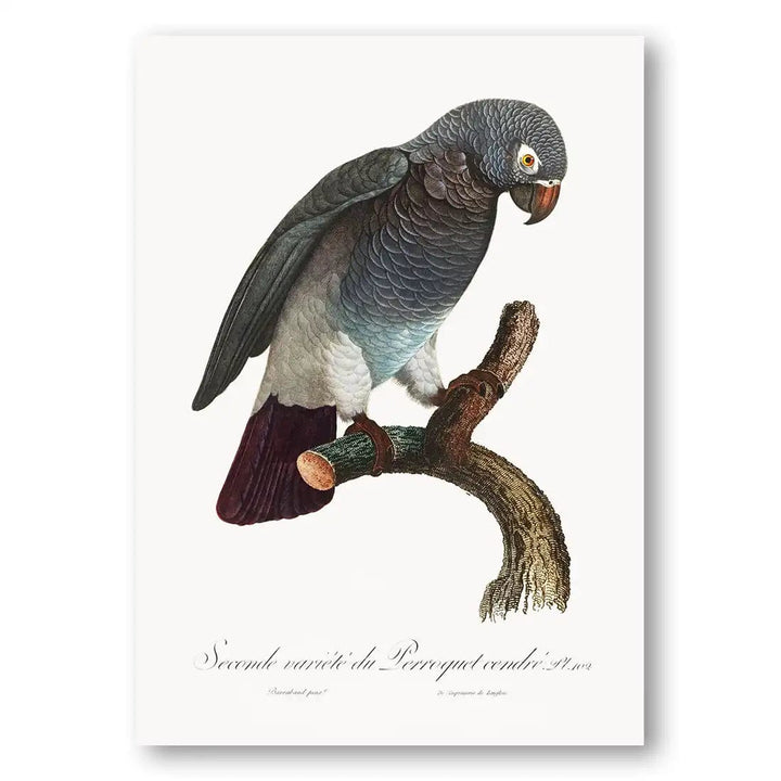 The Grey Parrot 2