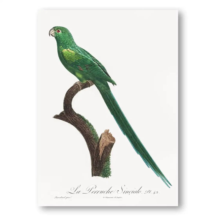 The Long-tailed Parakeet