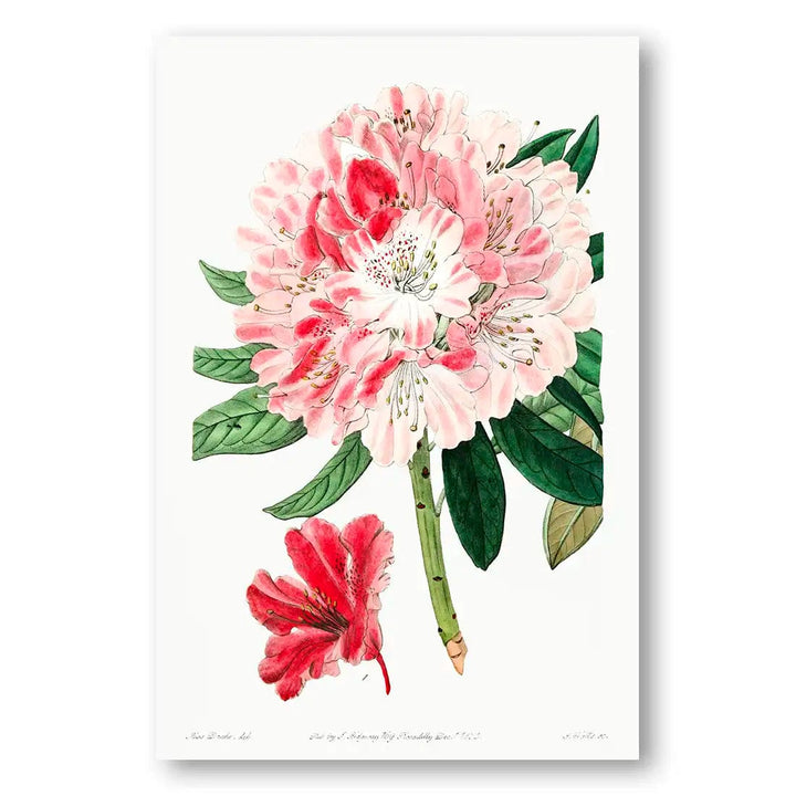 Blushing Rhododendron Vintage Floral Art Print