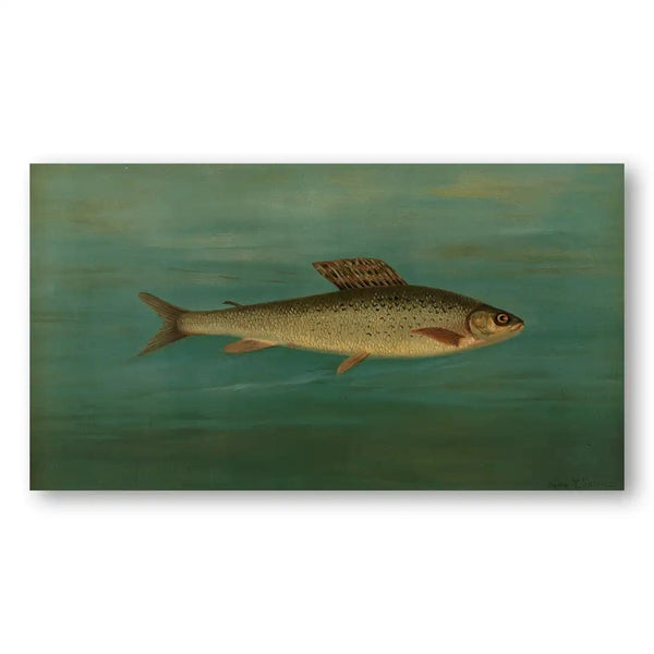 The Montana Grayling Vintage Fish Art Print