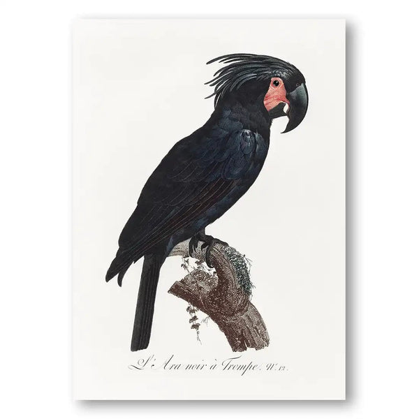 The Palm Cockatoo