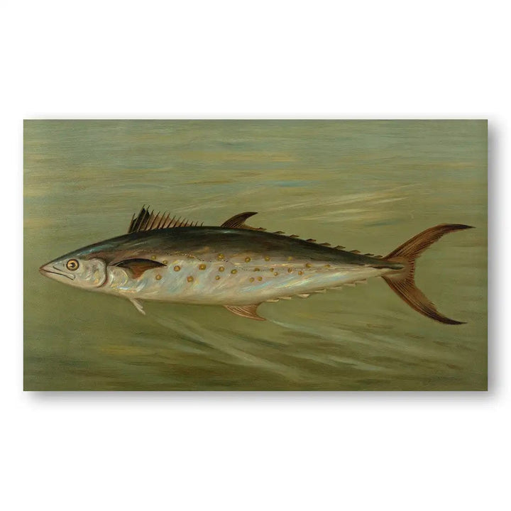 The Porgy Vintage Fish Art Print