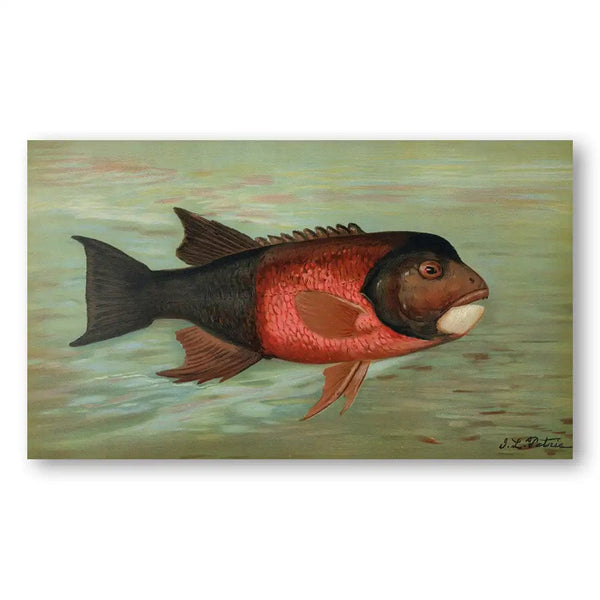 The Sacramento Vintage Pike Fish Art Print