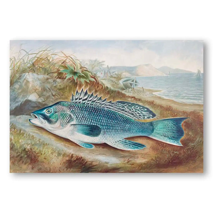 The Sea Bass Fish Print By Samuel Kilbourne