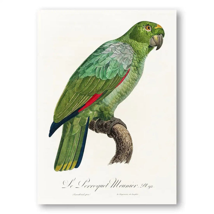 The Southern Mealy Amazon Parrot Print