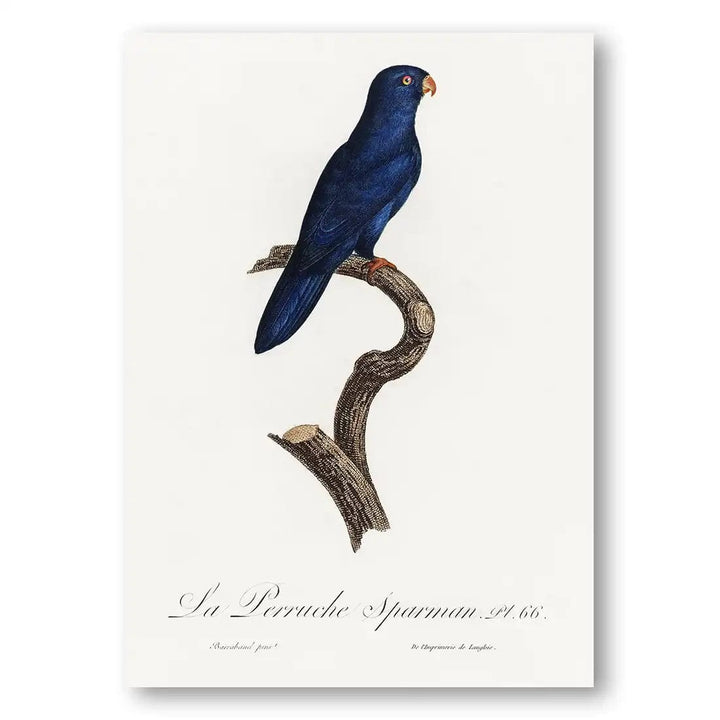 The Sparman Parakeet Print