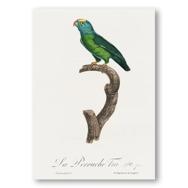 The Tui Parakeet Art Print