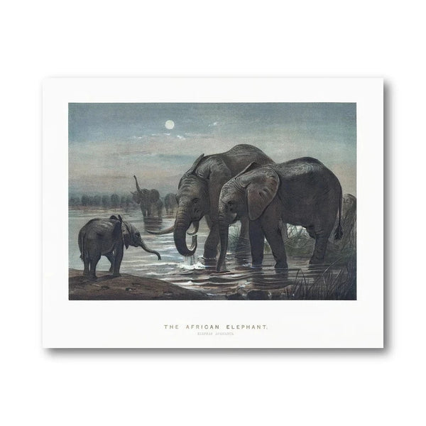African Elephant Vintage Art Print