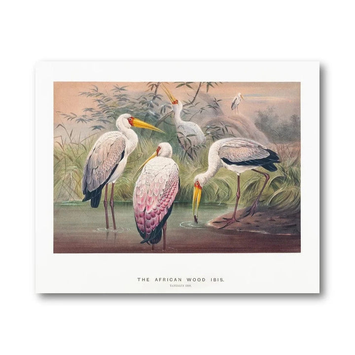 African Wood Ibis Illustration Art Print