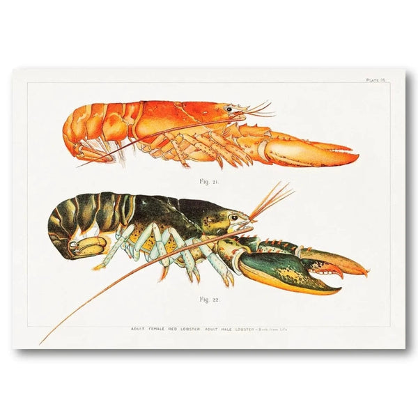 The American Lobster by Herrick Art Print