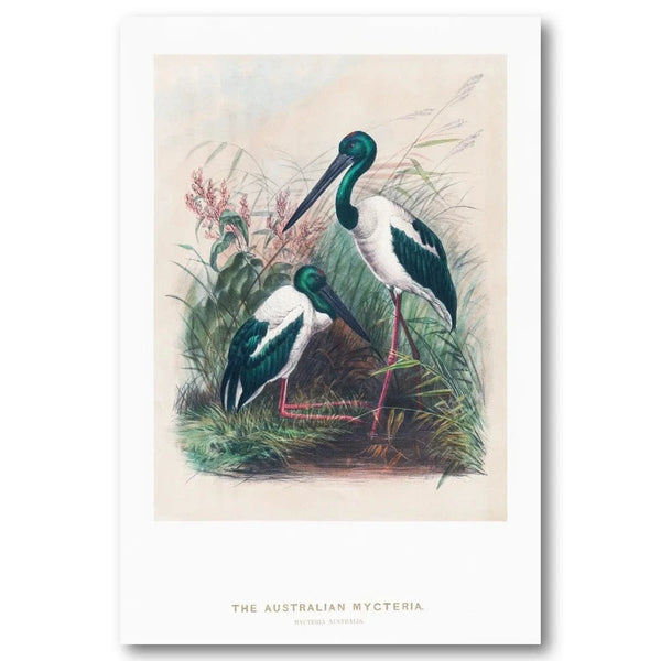 Australian Mycteria Bird Art Print