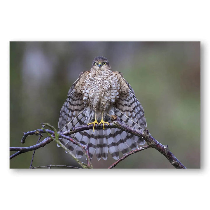 Hawkman Pose Photo Print